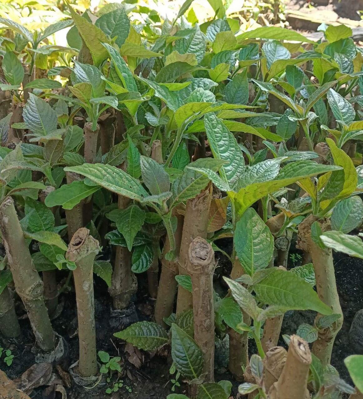 Chè khổng lồ chăn nuôi gia cầm gia súc