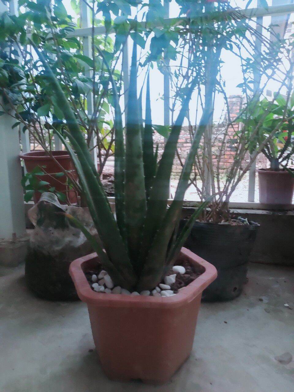 nha đam Mỹ