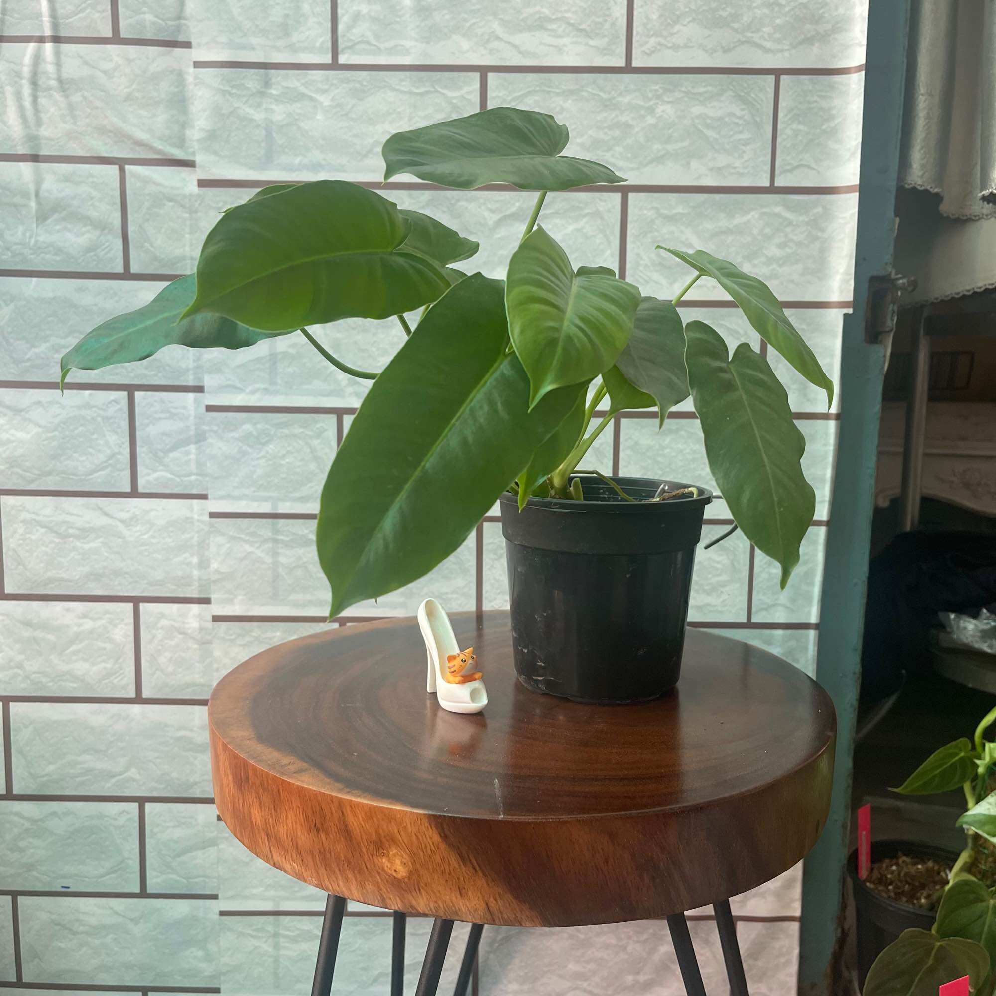 Cây trầu bà P blue Marx(trầu bà tỷ phú)