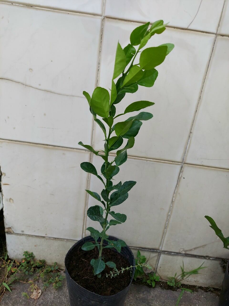 cây chúc ang giang