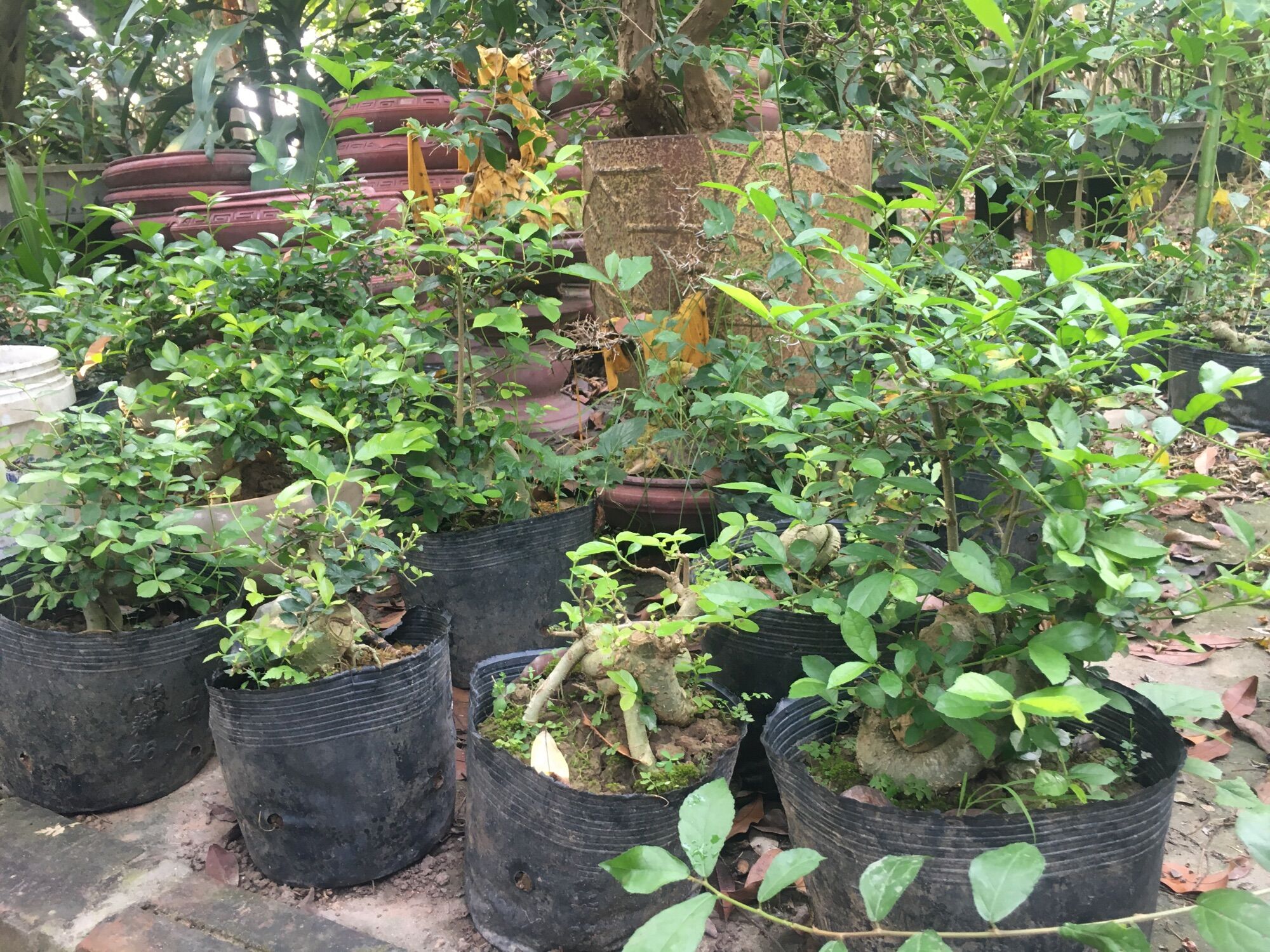 Cây duối mini, 4năm tuổi cốt quoái