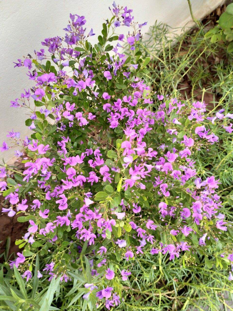 Linh sam siêu bông