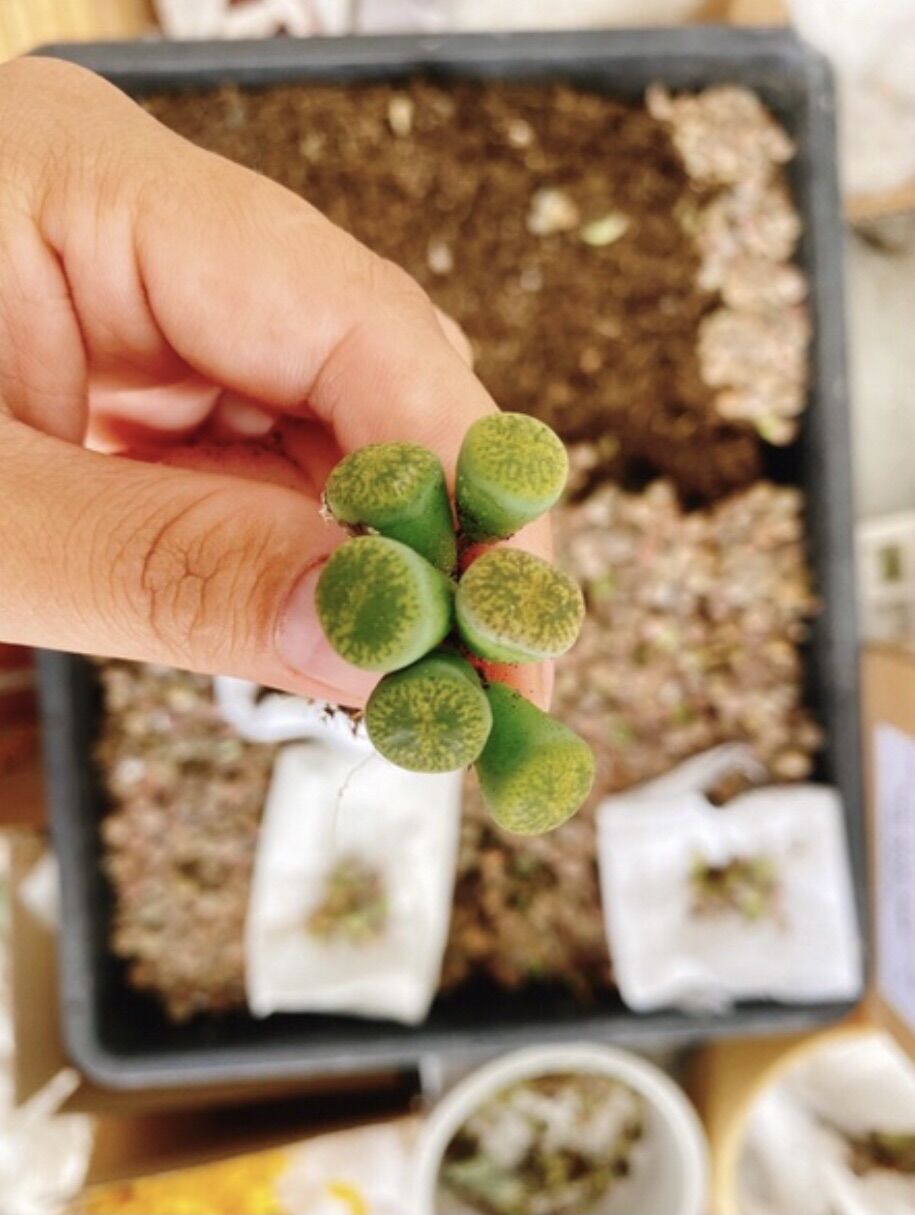 Combo 3 Sen đá mông xanh- lithops xanh vân đẹp size 1cm