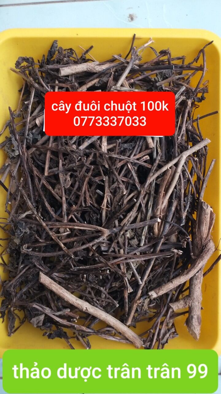 cây đuôi chuột phơi khô 1kg