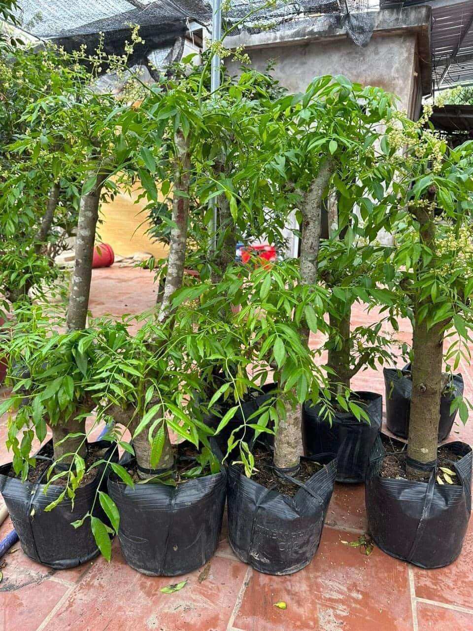 Cây giống cóc thái lùn siêu quả (1bầu cây cao 30cm trồng chậu OK)