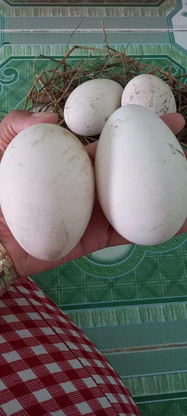 1 TRỨNG NGỖNG thơm ngon