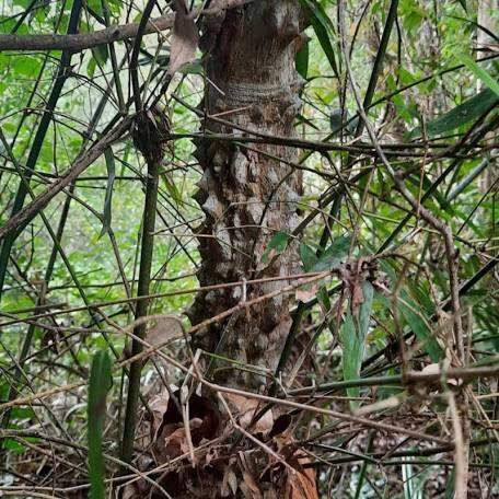 Ưng bất bạc 1kg khô