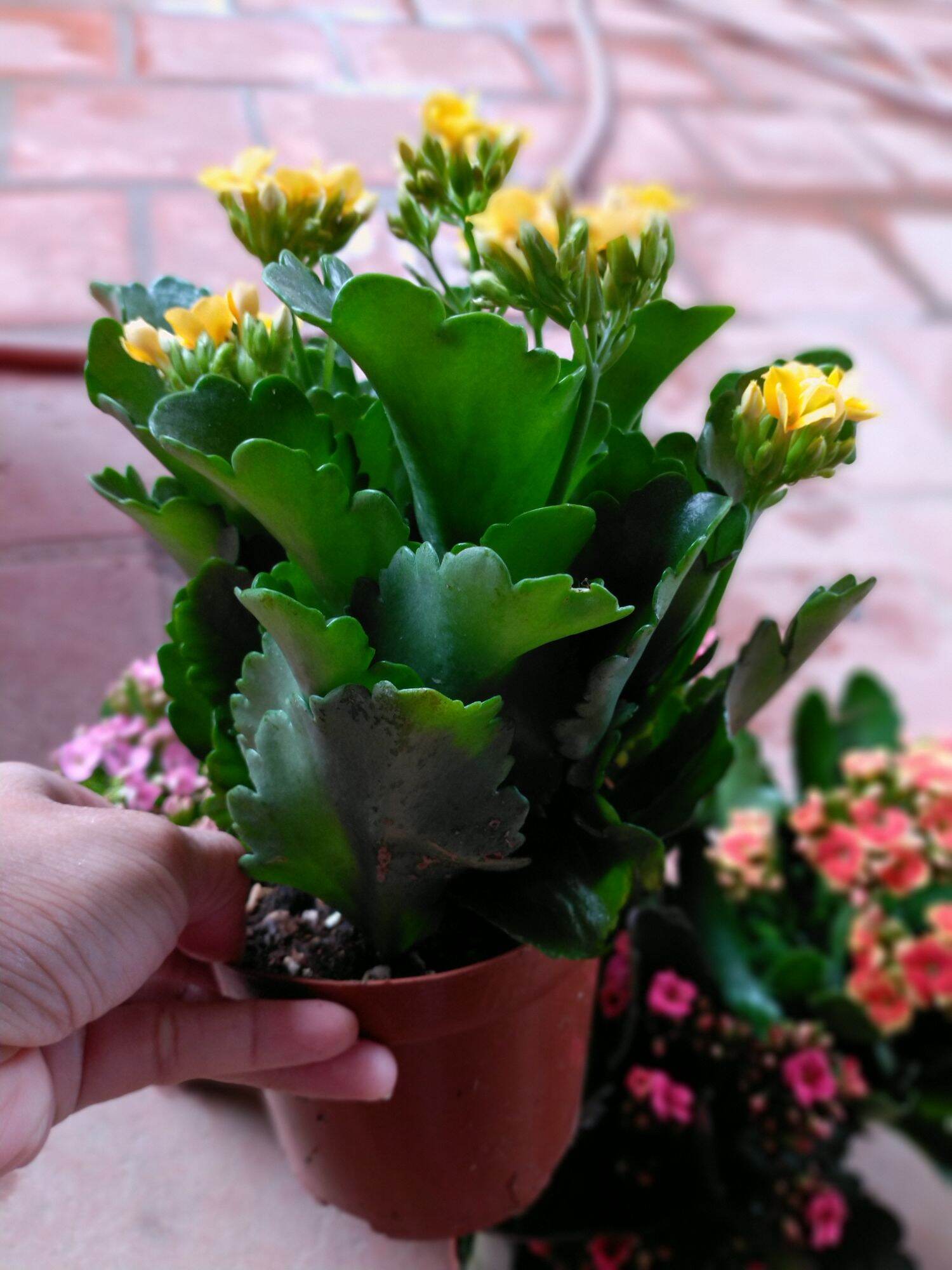 Cây hoa sống đời kép