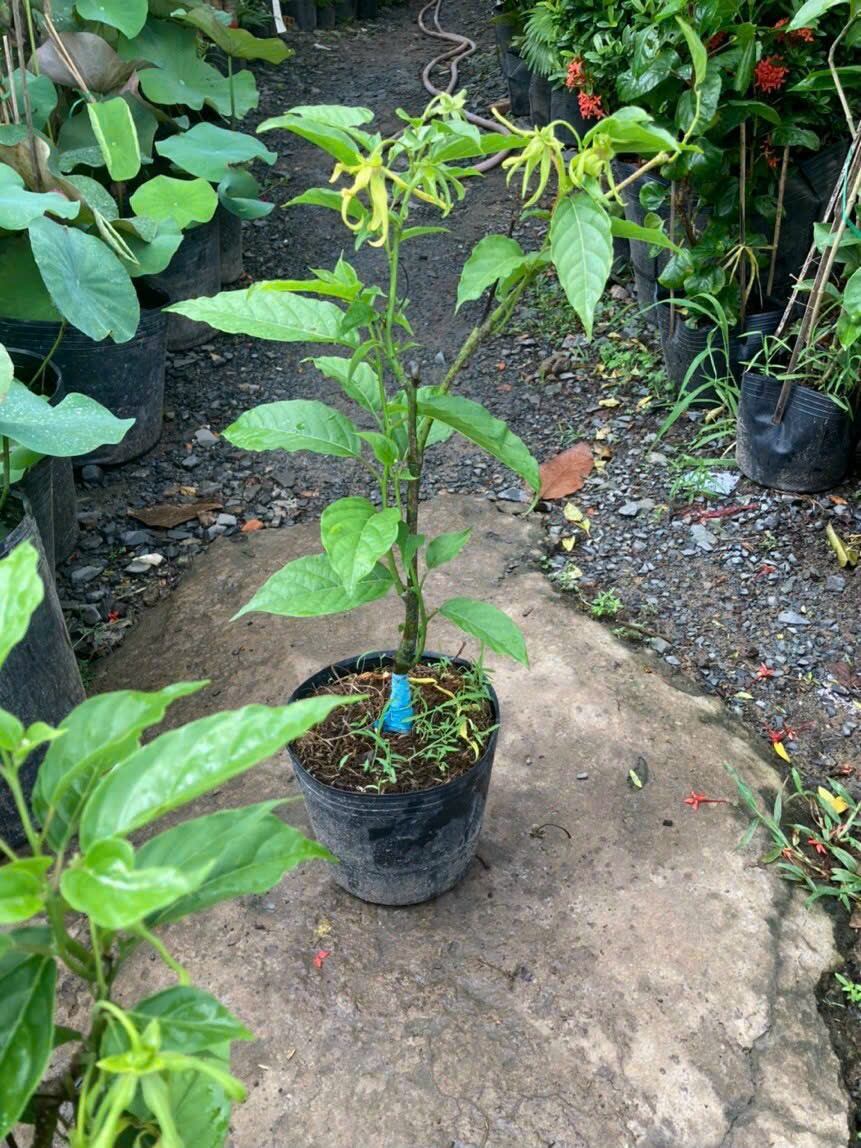 bông chúa, lan hoàng hậu. hoàng lan đang bông nụ