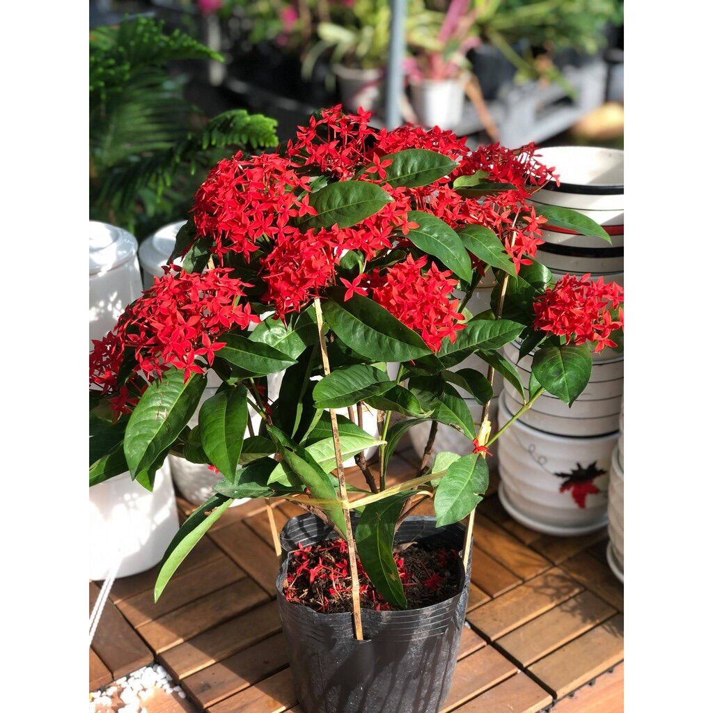 (1 chậu) cây bông trang mỹ đỏ nhung (hoa mẫu đơn)