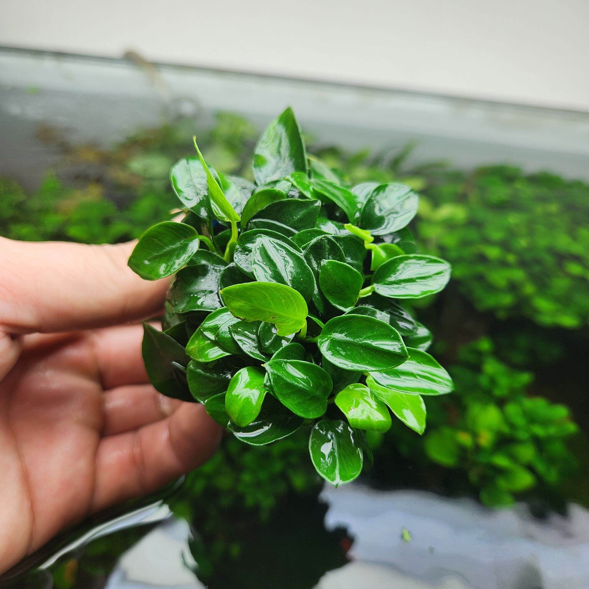 Ráy Nana Petite Thái (1 Chậu 8-10 ngọn)