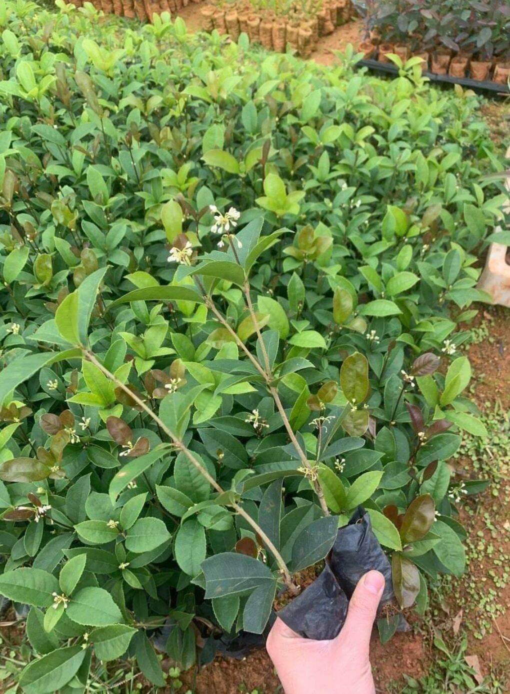 Cây mộc hương giống ( mộc ta hoa vàng)