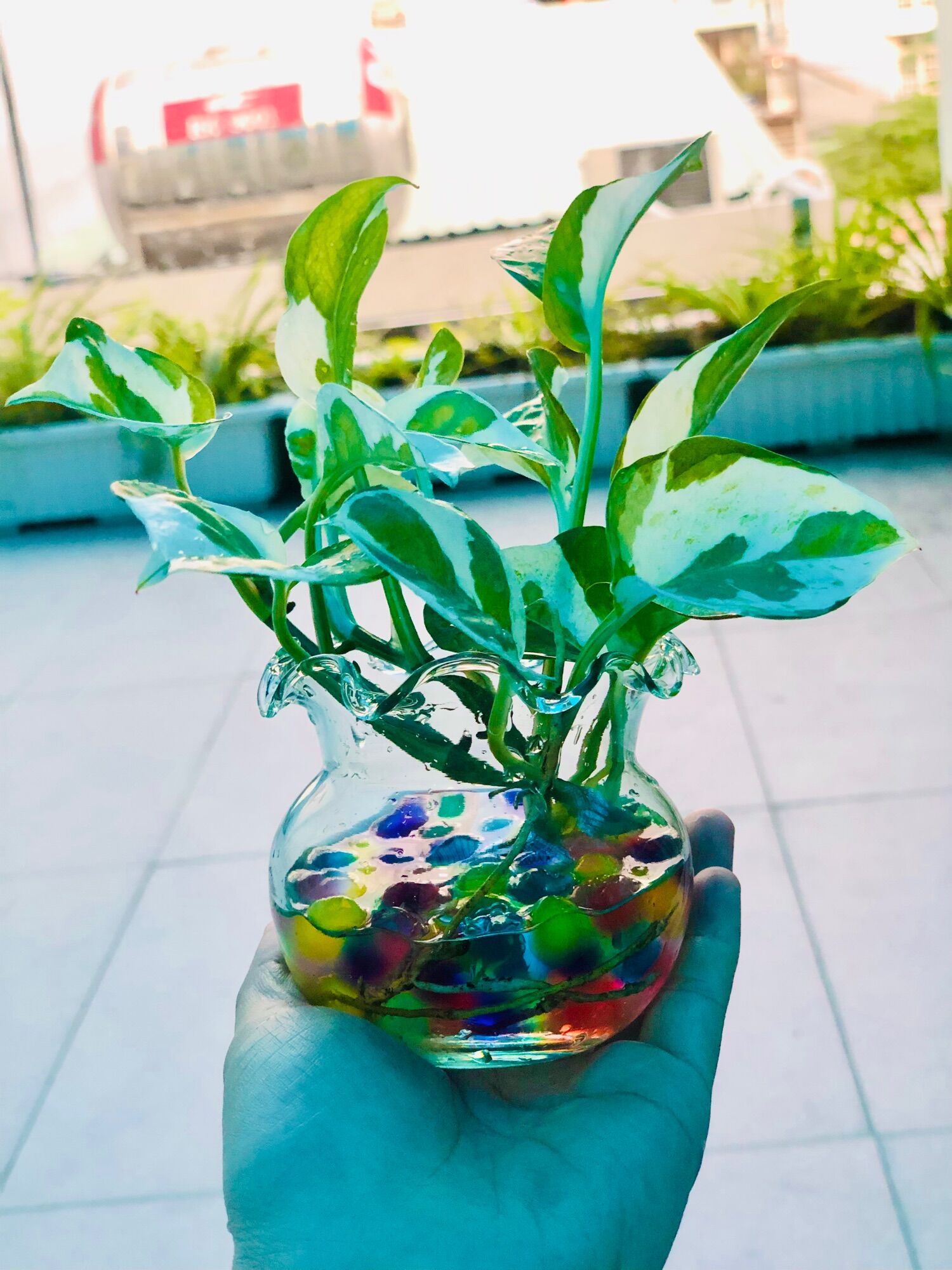 Chậu trầu bà sữa mini 5x5cm