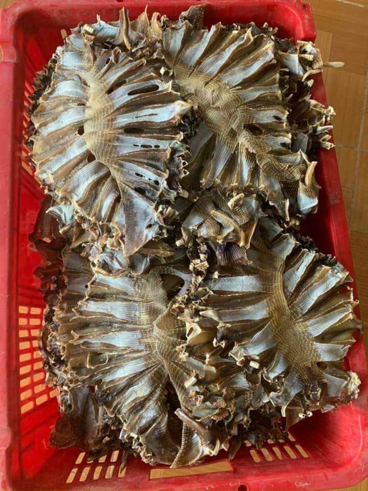 500GR KHÔ CÁ ĐUỐI XẺ CÀ MAU