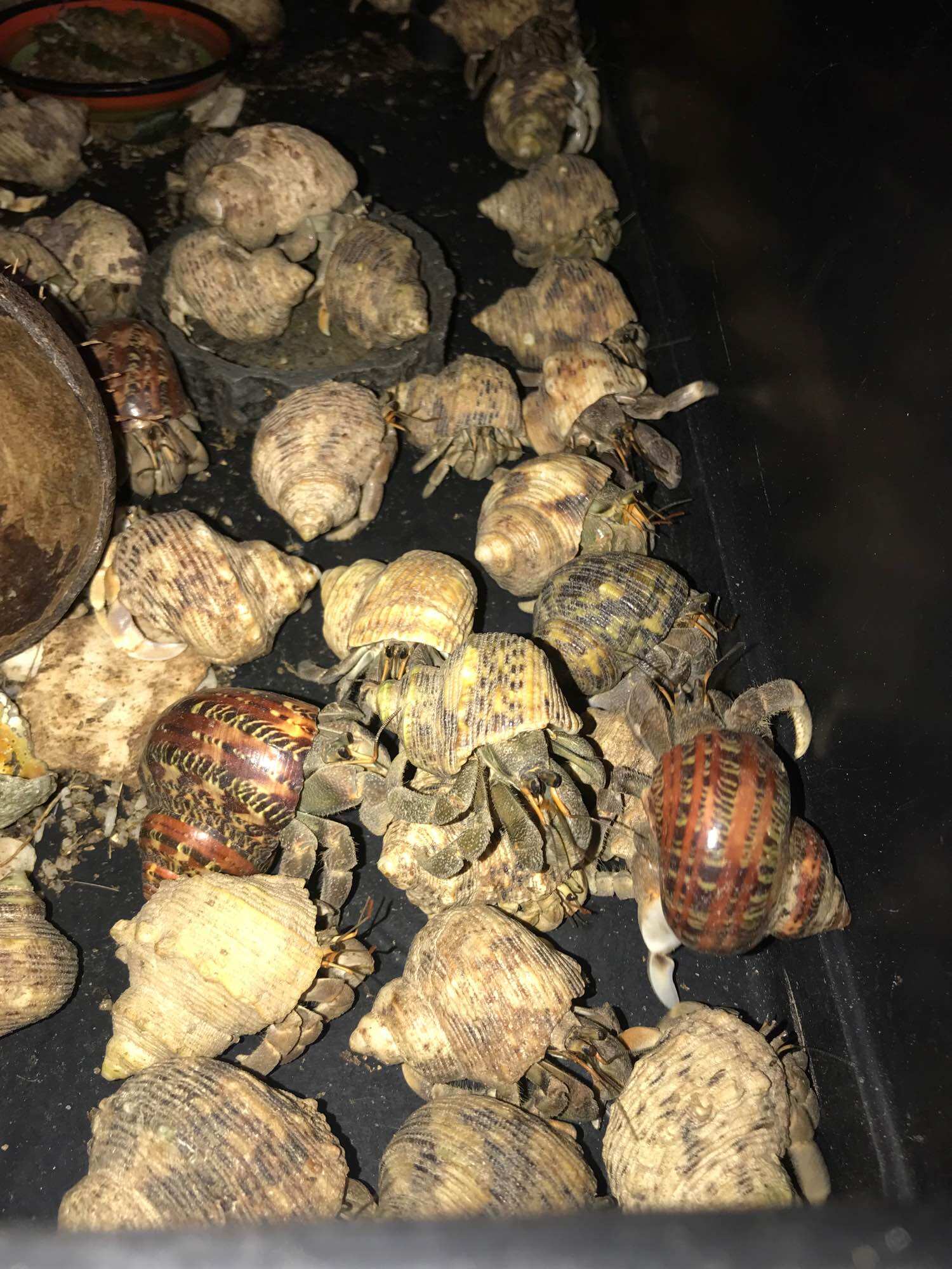 Mô hình trang trí hồ cá Ốc rugos size Lớn Combo 5 bé