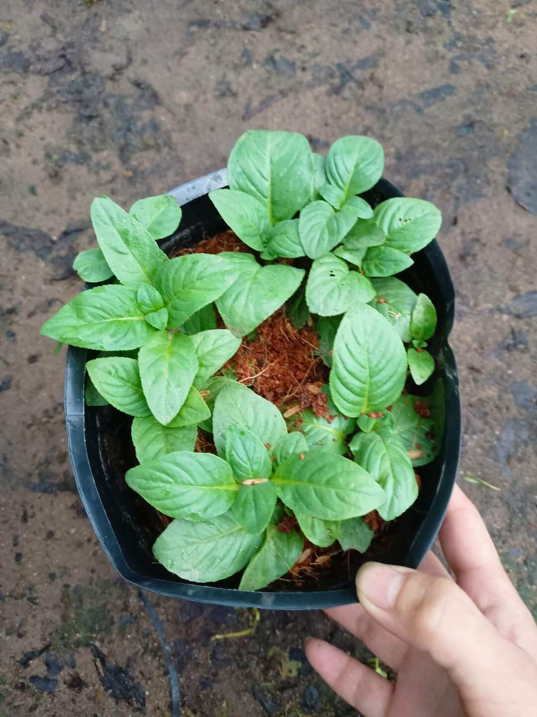 CÂY GIỐNG XÁ XỊ ( QUẾ ĐẤT)