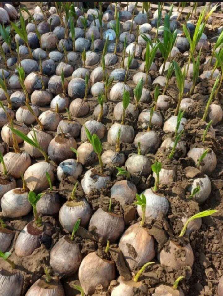 dừa xiêm giống bến tre cây ( dừa bến tre nước ngọt)