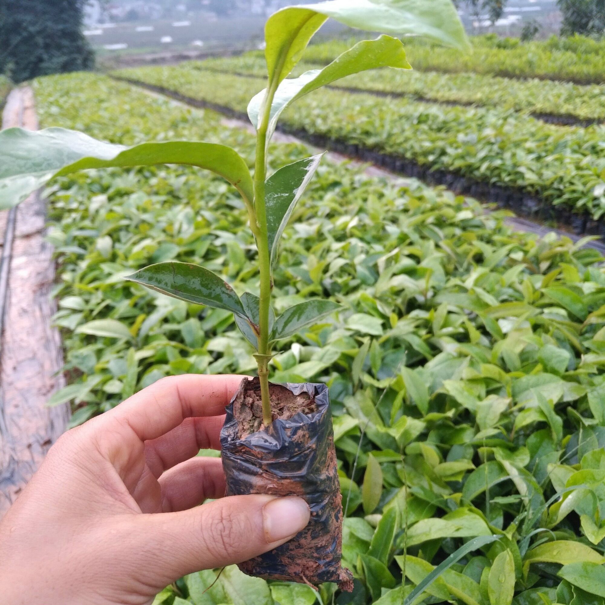 Cây giống hoa mộc Lan