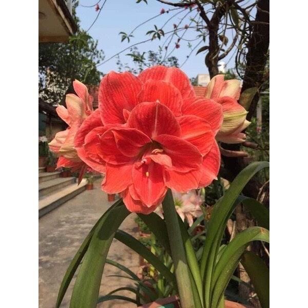 củ hoa lan huệ cánh kép 1 củ