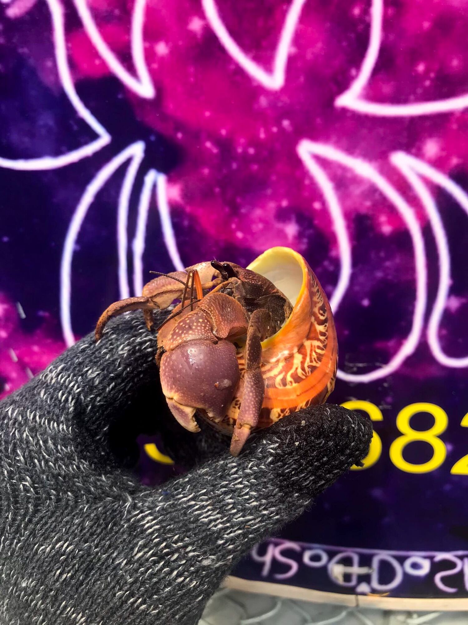 OMH Brevi (lỗi) trang trí hồ cá