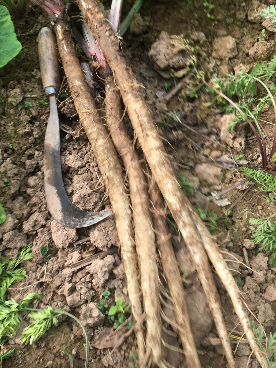1kg củ ngưu bàng tươi - giá tại vườn
