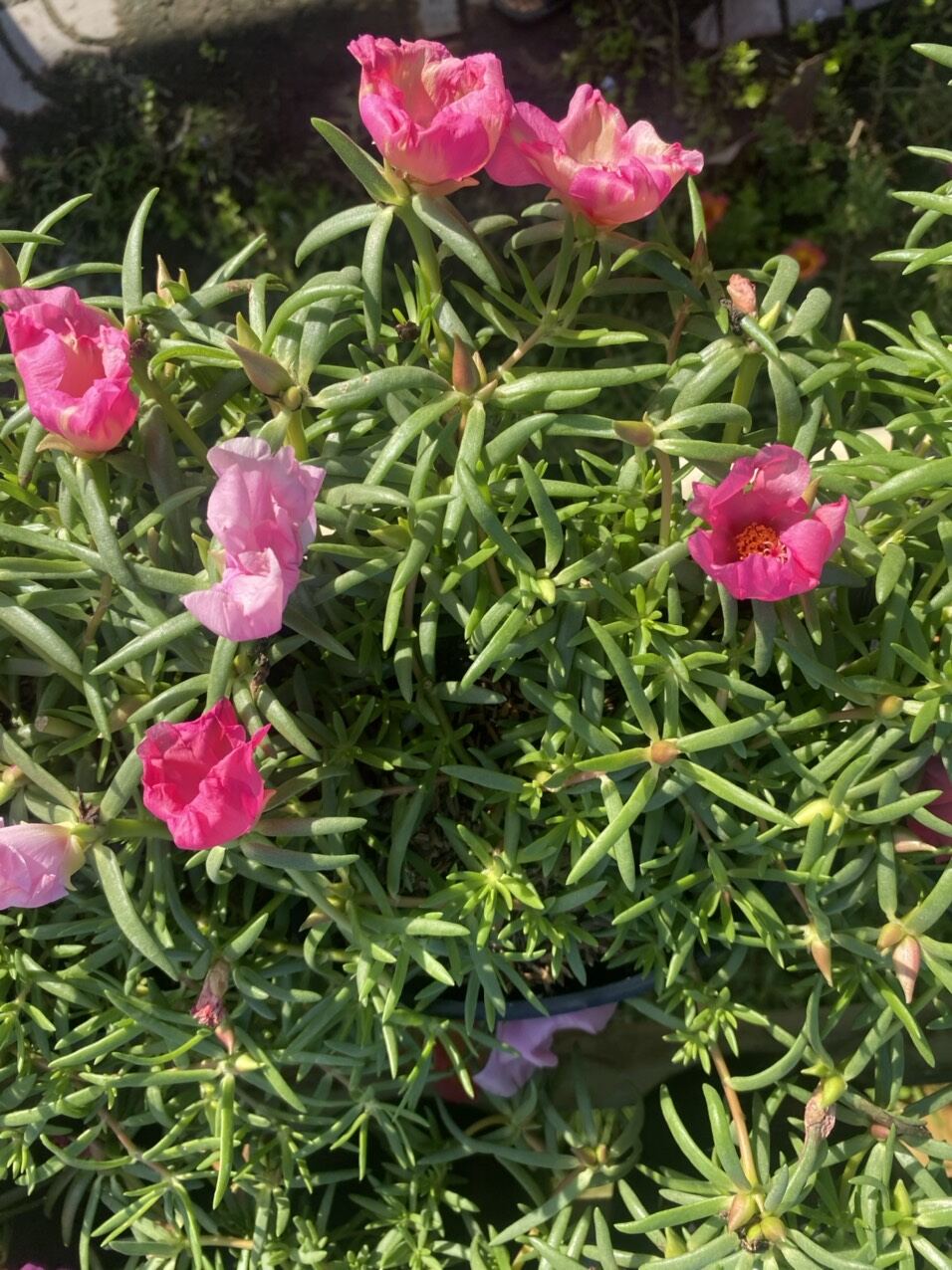 Chậu hoa 10 giờ