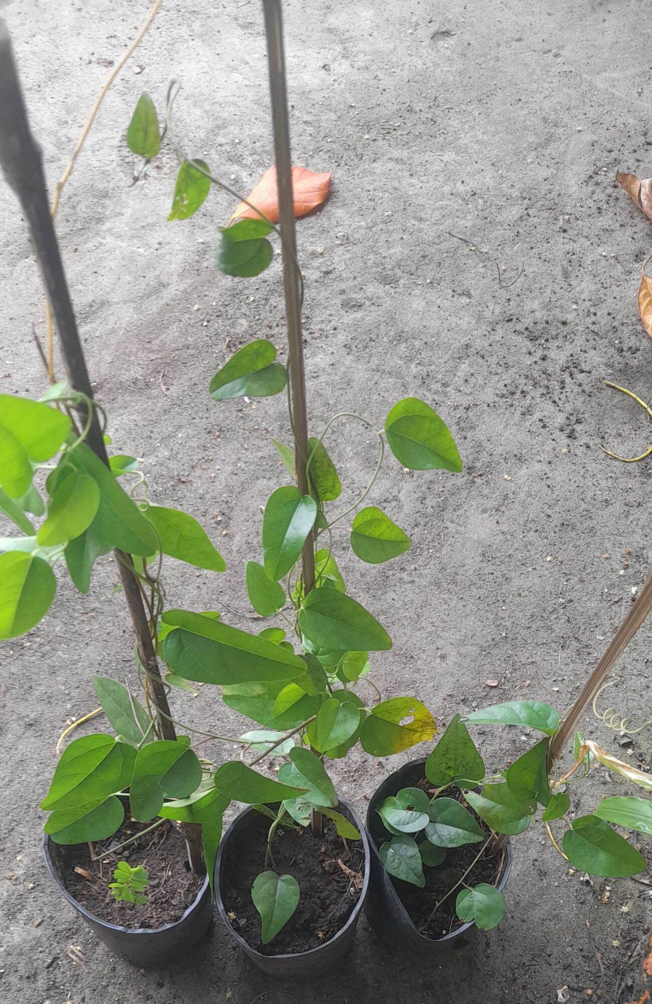 cây sâm lá láng sâm vò chậu cây giống sâm làm thạch ăn mát.
