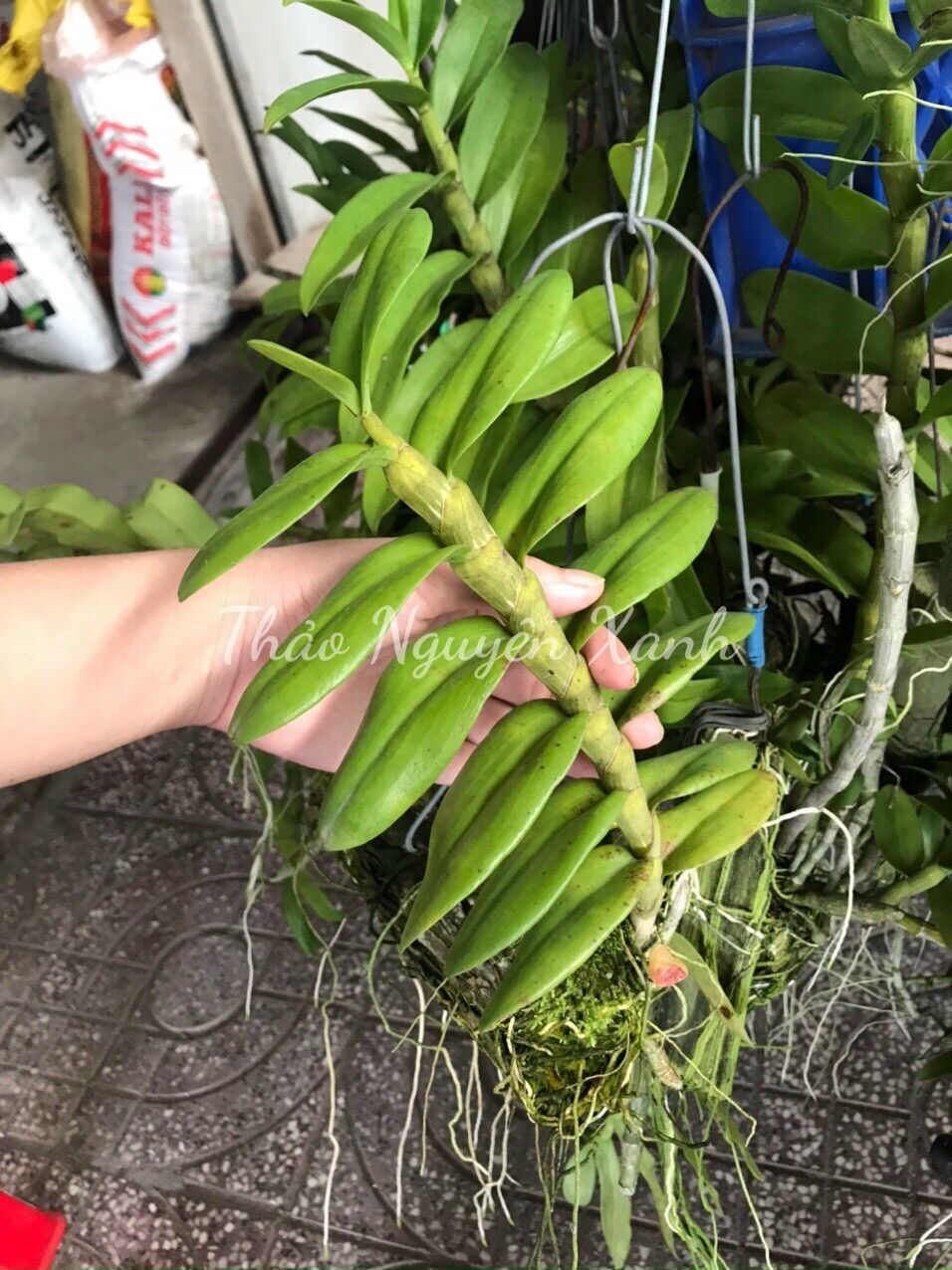 Lan Trầm Tím Bảng Gỗ Hoa Siêu Thơm