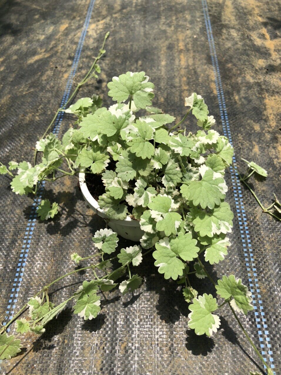 Rau má kiểng chậu treo