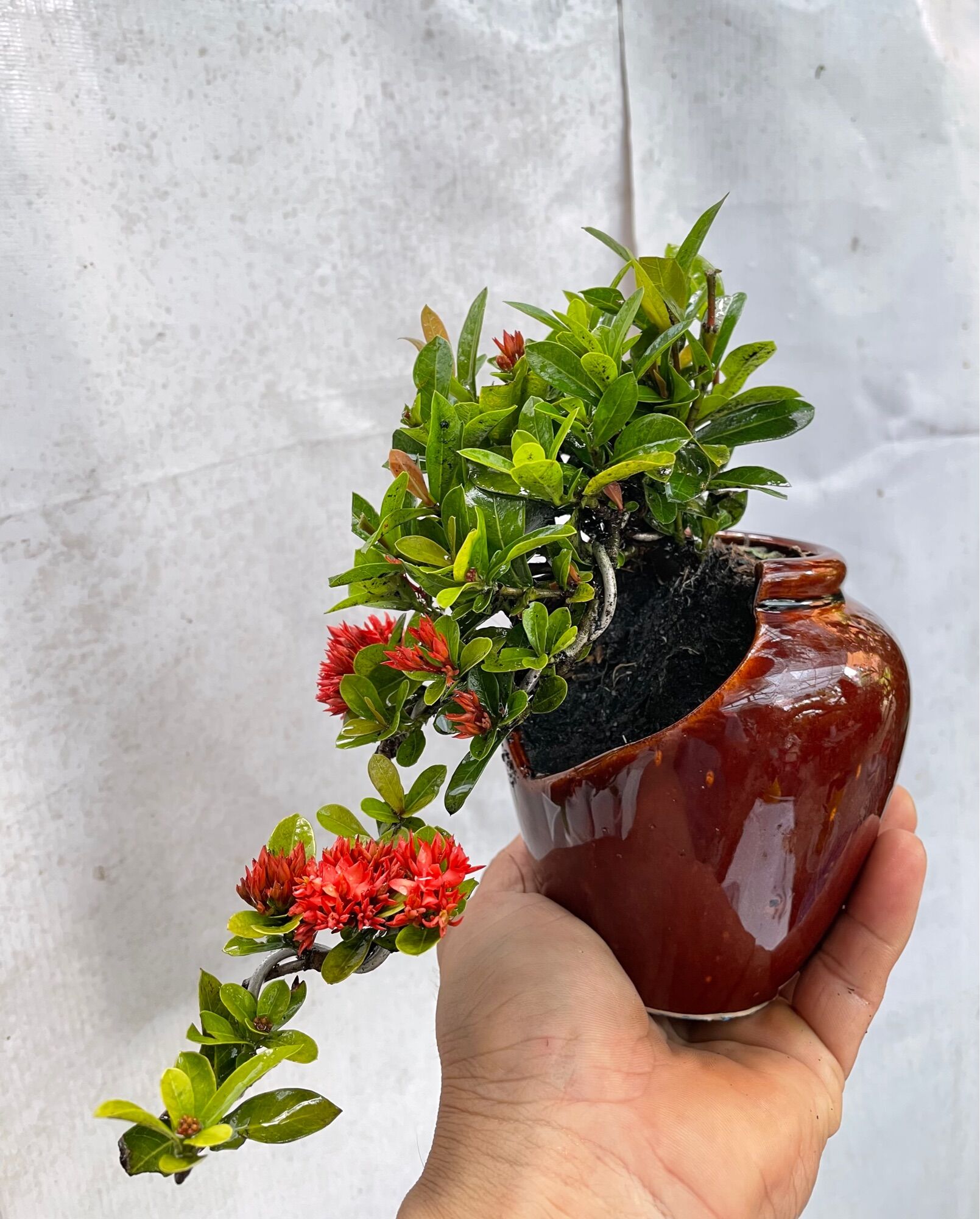 Cây Trang sen bonsai mini chậu lu