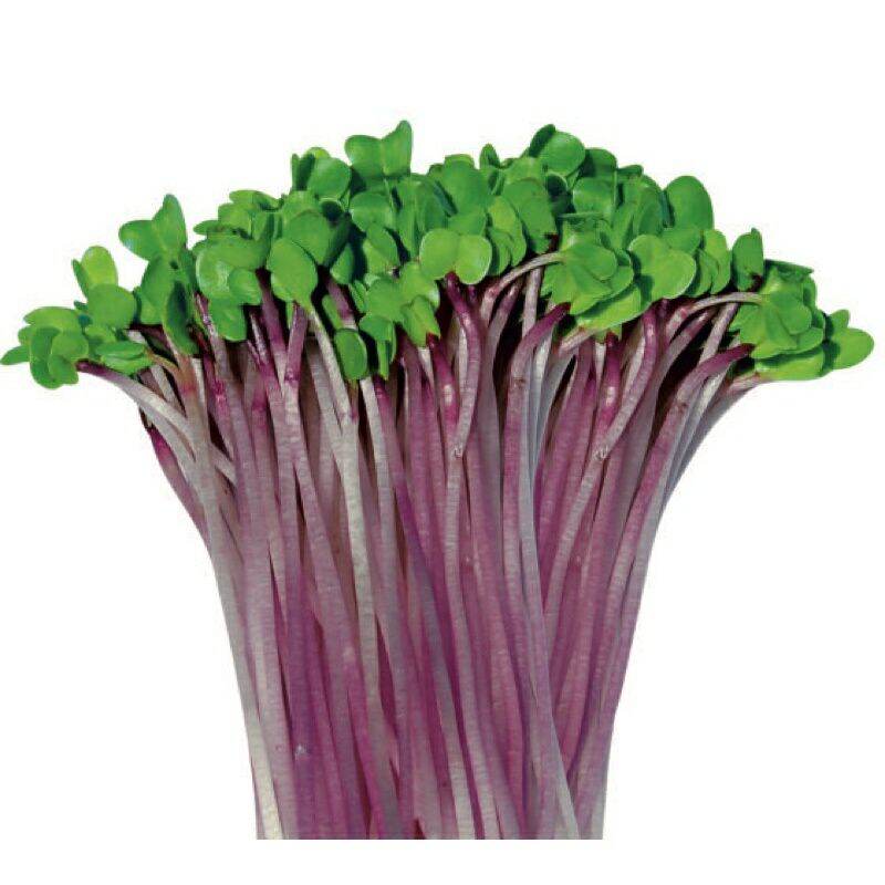 Hạt giống rau mầm củ cải đỏ dinh dưỡng thu hoạch nhanh - gói 50gr