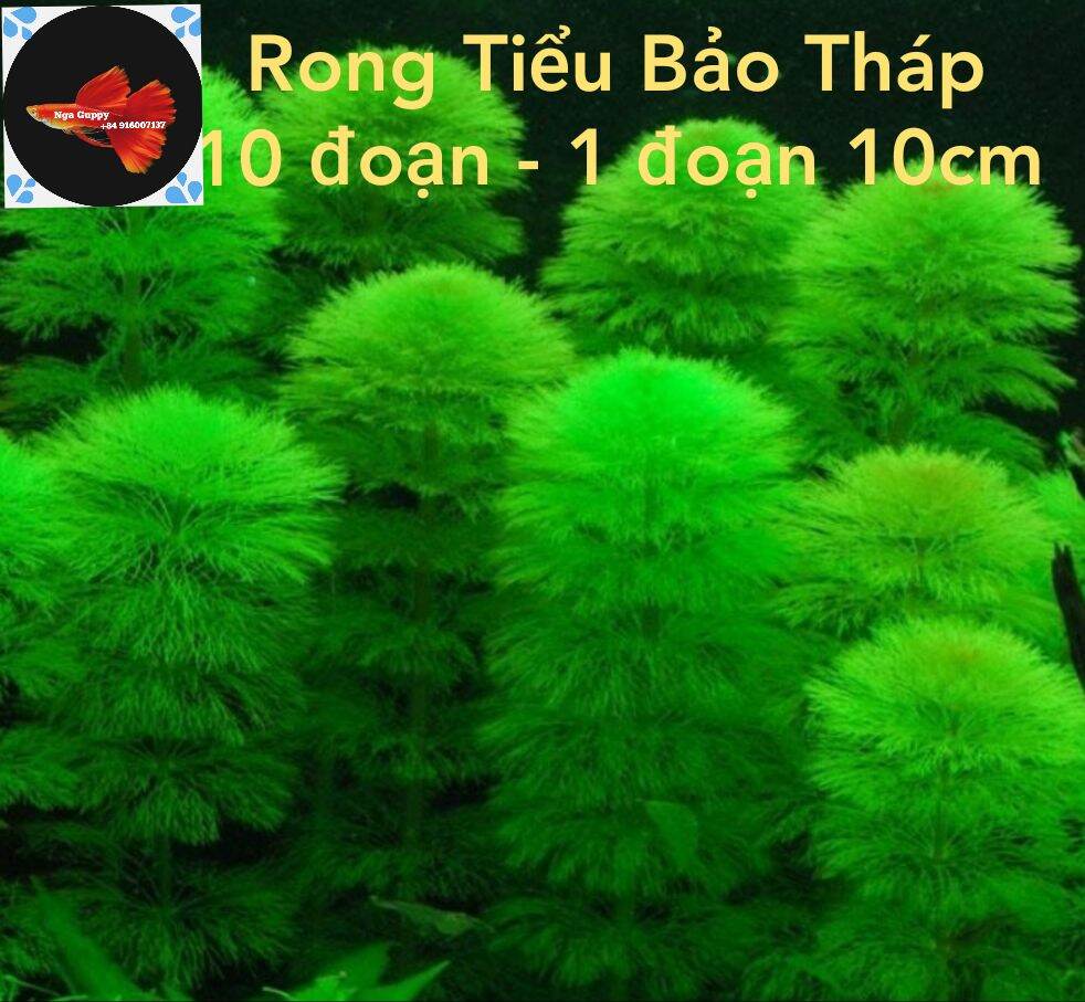 Rong Tiểu Bảo Tháp 10 cây Thủy Sinh-  Nga Guppy