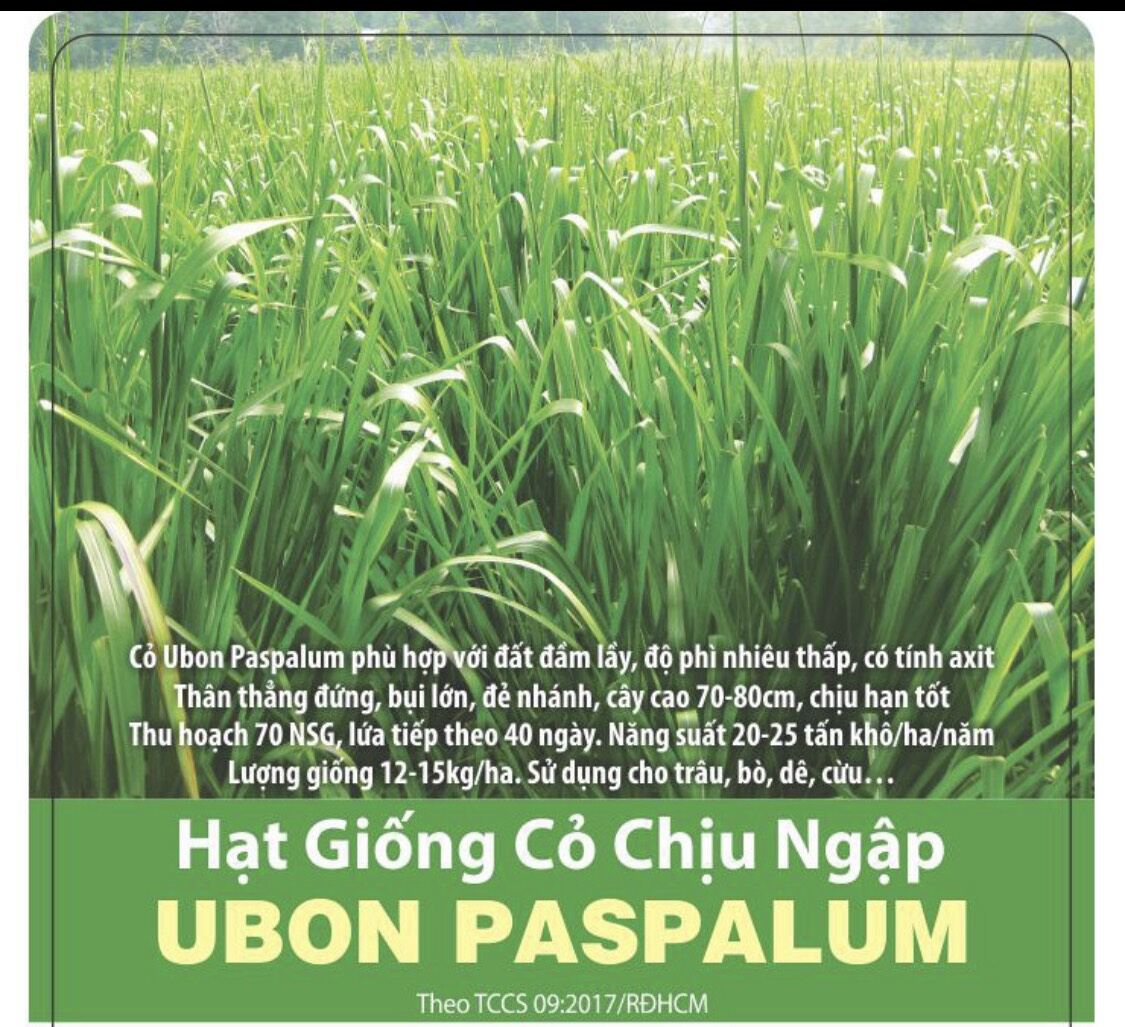 cỏ chịu ngập úng PASPALUM 200g