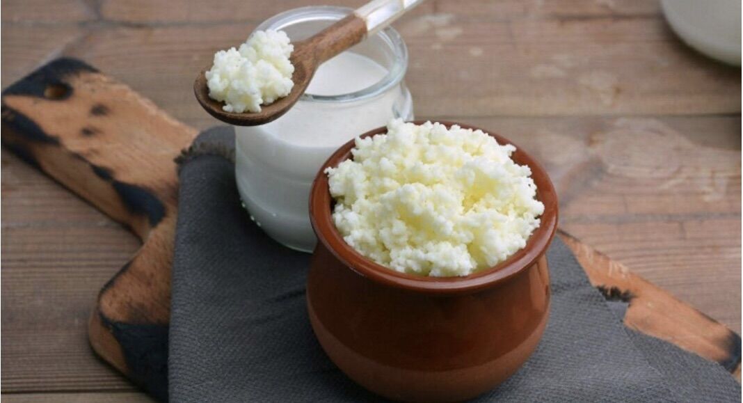 Nấm sữa kefir làm sữa chua chất lượng