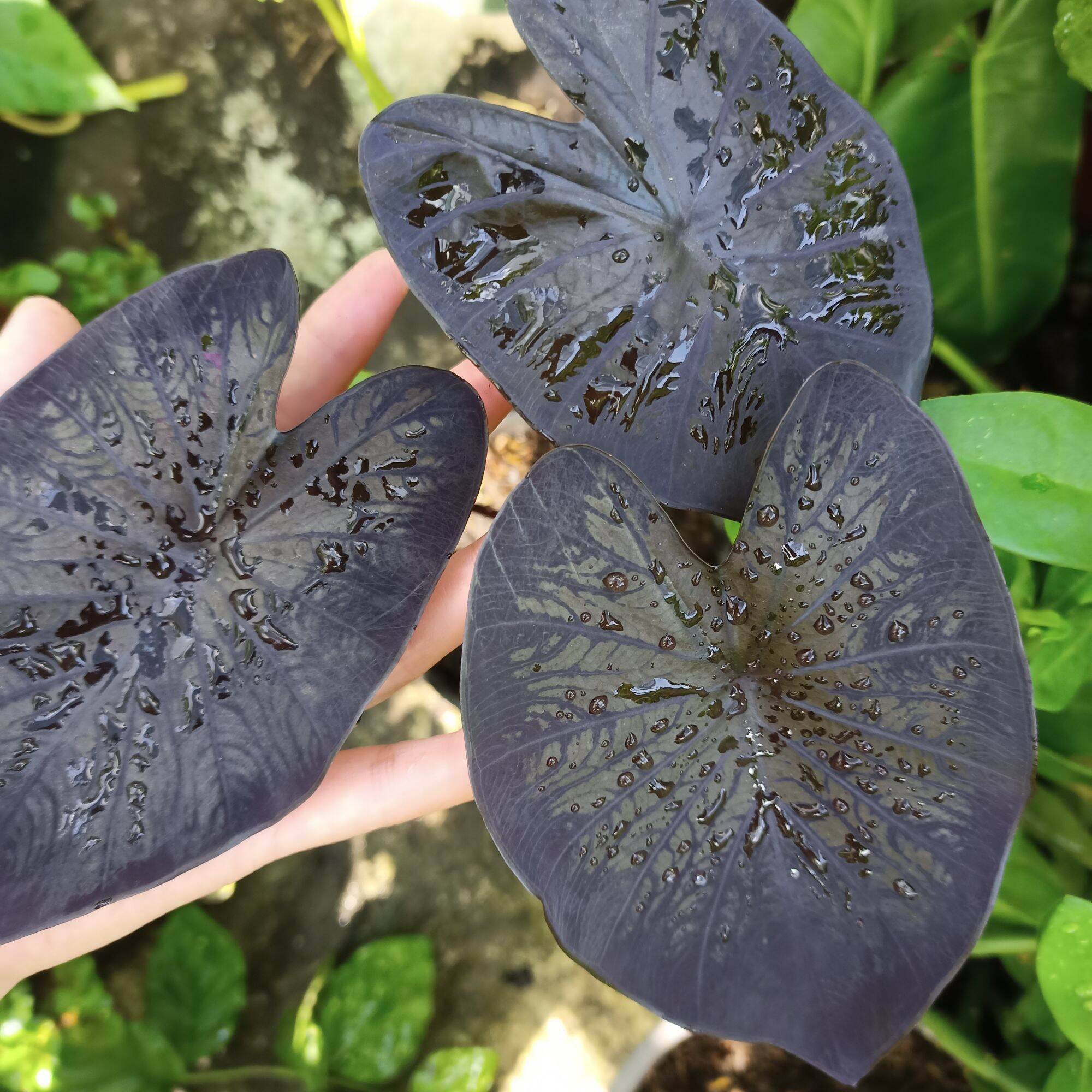 Chậu cây alocasia black coral