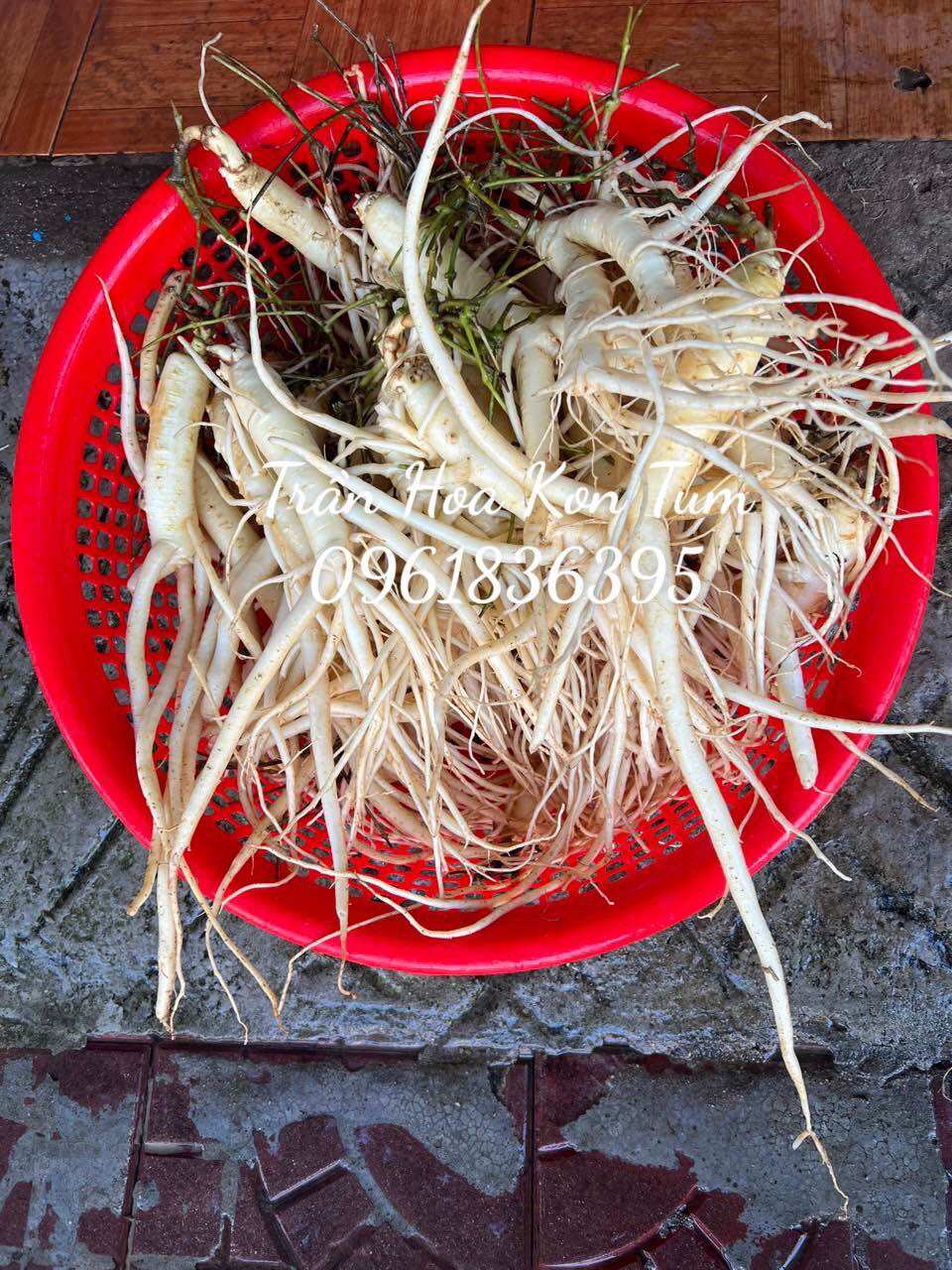 Sâm dây Ngọc Linh 5 củ/kg
