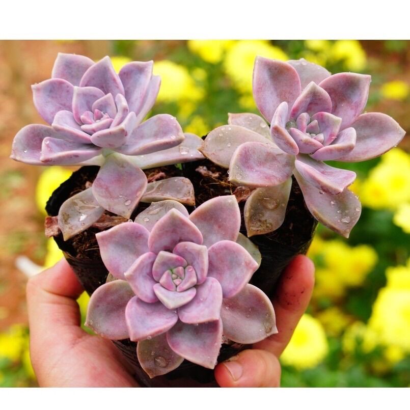 COMBO 5 SEN ĐÁ HỒNG MẬP - ĐÀ LẠT - LỖI 1 ĐỔI 1