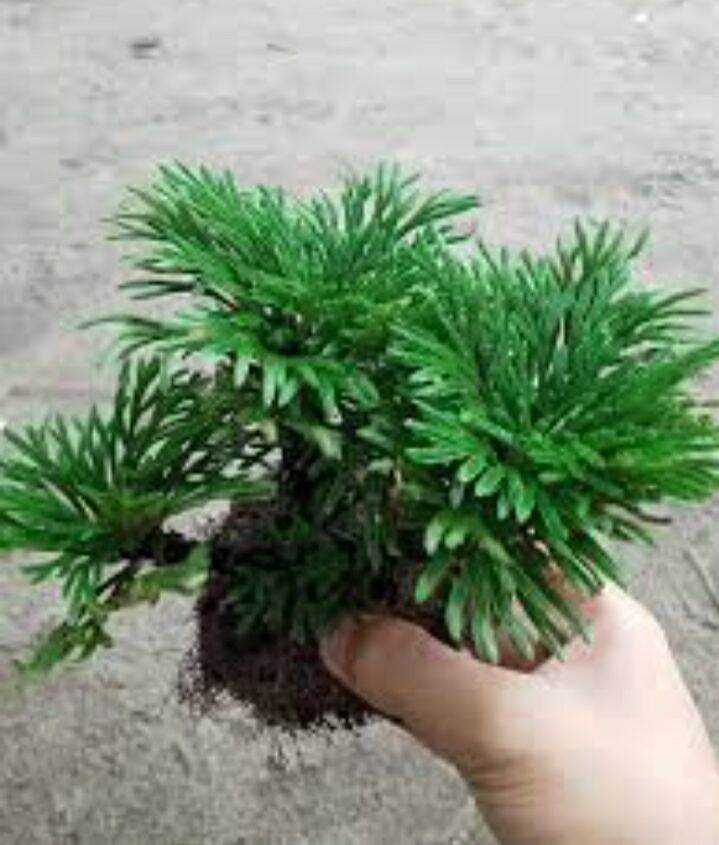 Cây Trường sinh thảo - khóm trên 3 cây