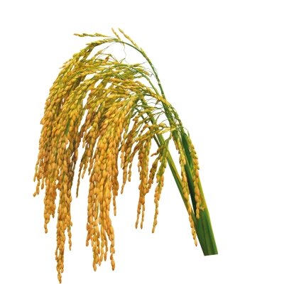 Hạt giống lúa bông lúa vàng túi 1kg