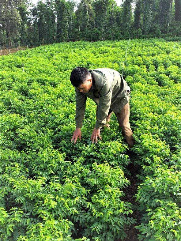 Hạt giống rau ngót lá nhỏ