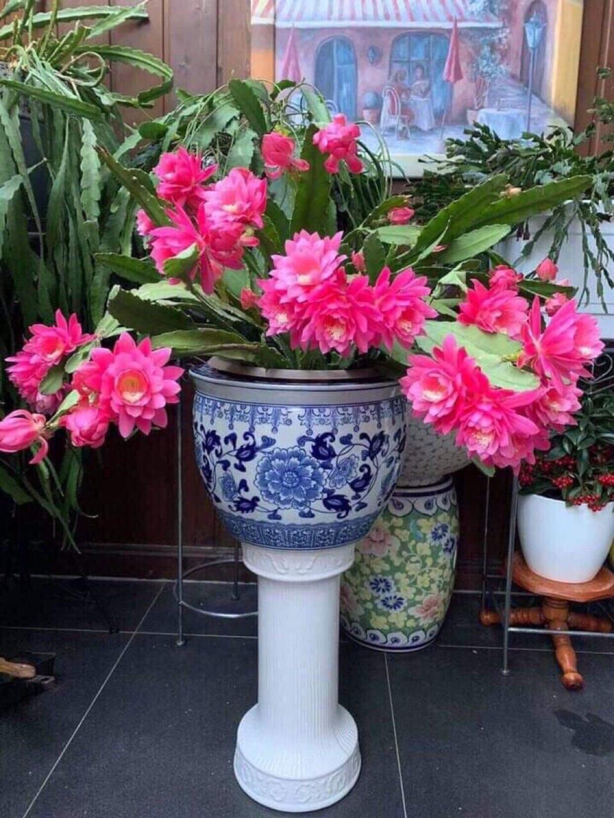 Đại Nhật Quỳnh màu Đẹp- Độc-Lạ (chậu giống)