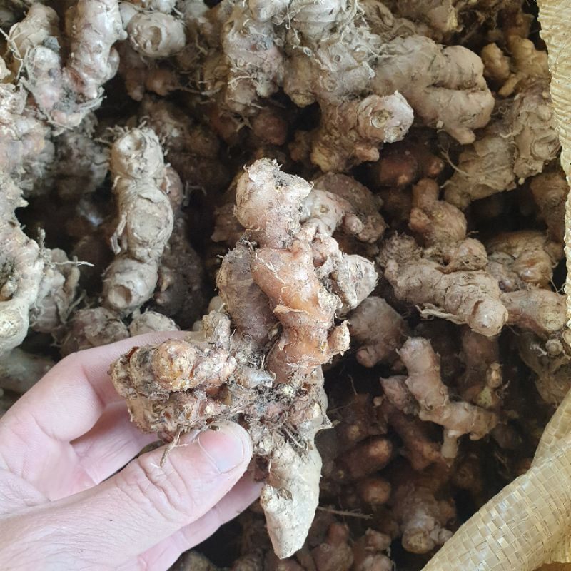 Gừng gió tươi 0.5kg