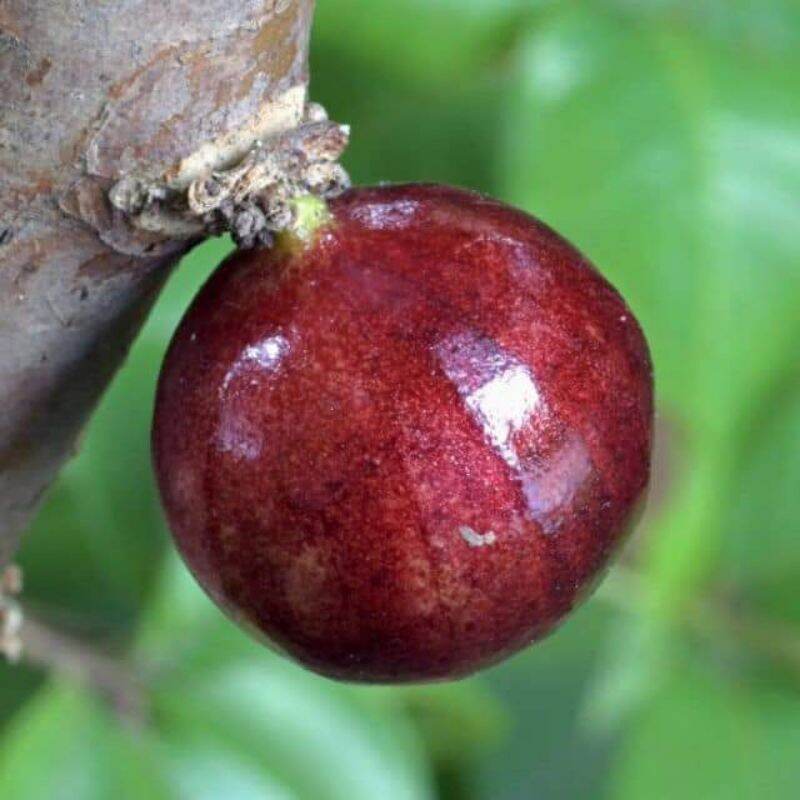 Cây nho thân gỗ 12 vụ loại nhớ