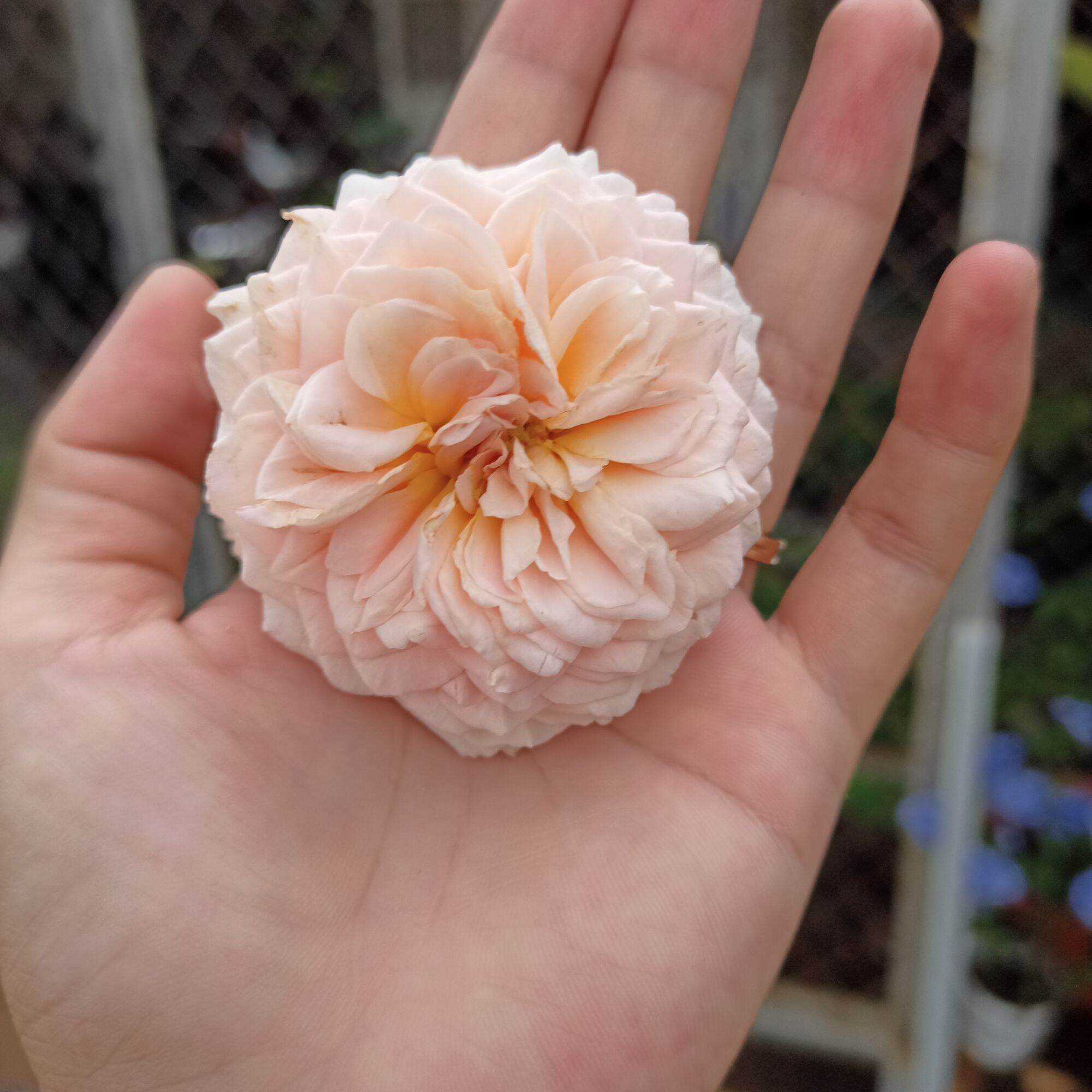 Hoa hồng Abraham darby cao từ 40cm