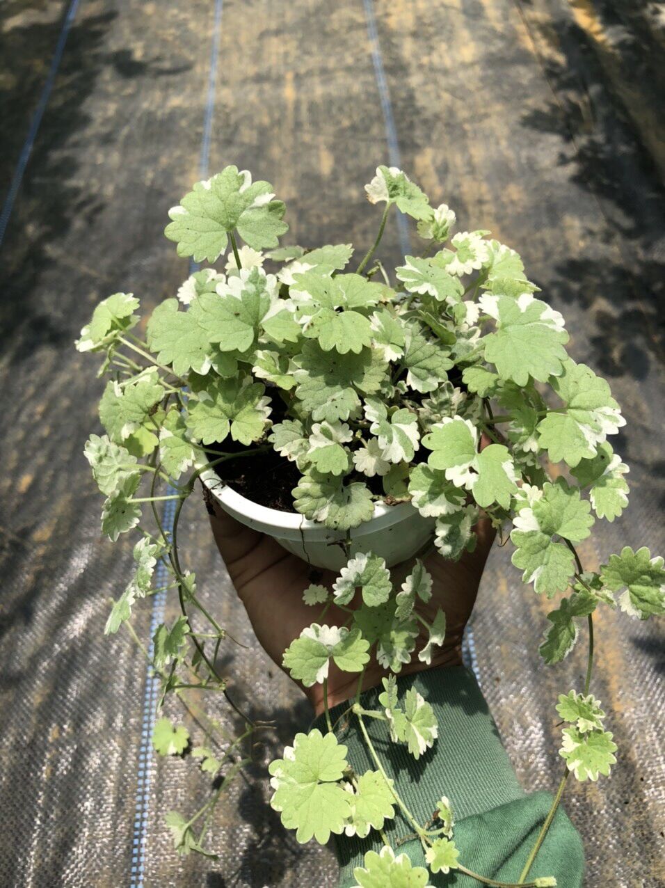 Rau má kiểng chậu treo