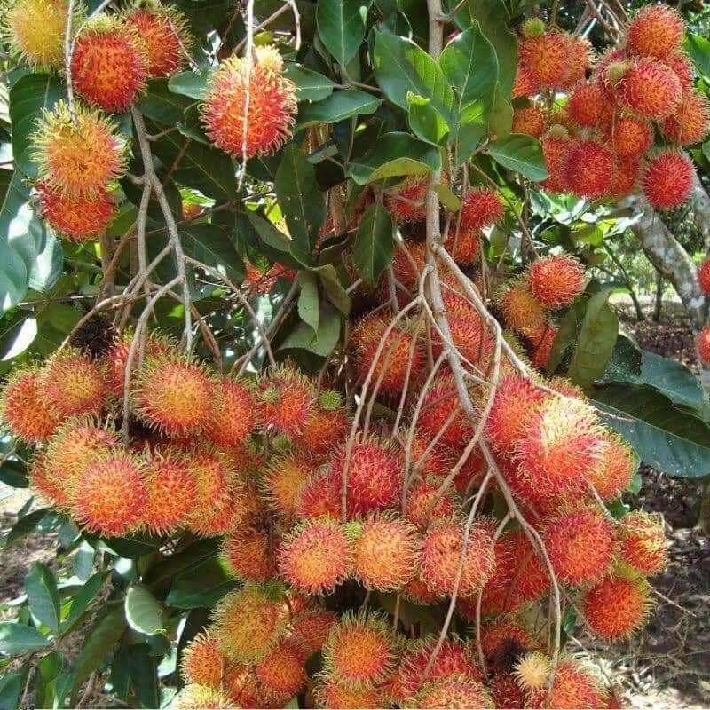 Thai Soursop Seedling, 70-140cm High, 100% Standard Variety