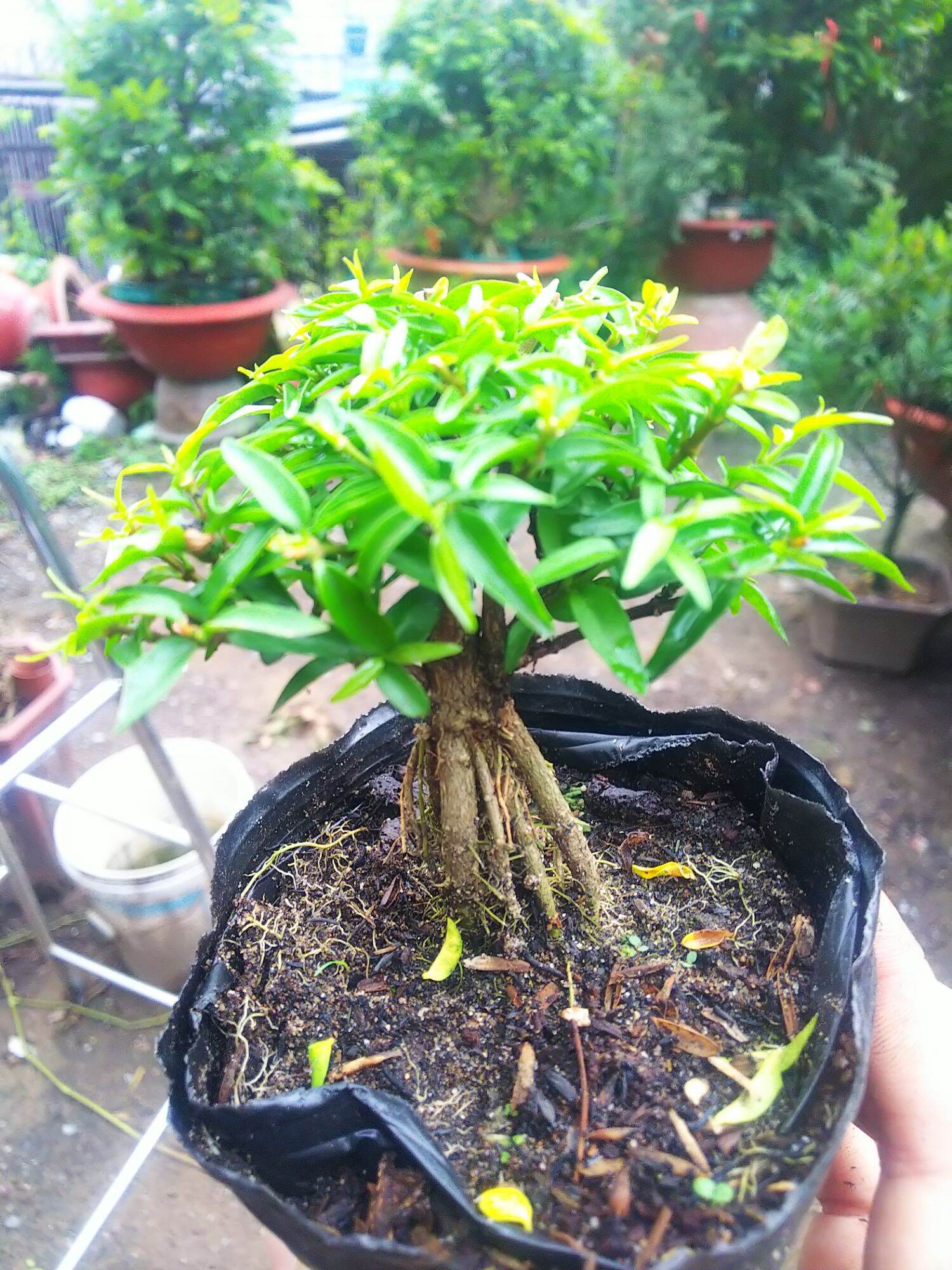 Mai chiếu thủy bonsai mini Tặng  phân tan chậm.
