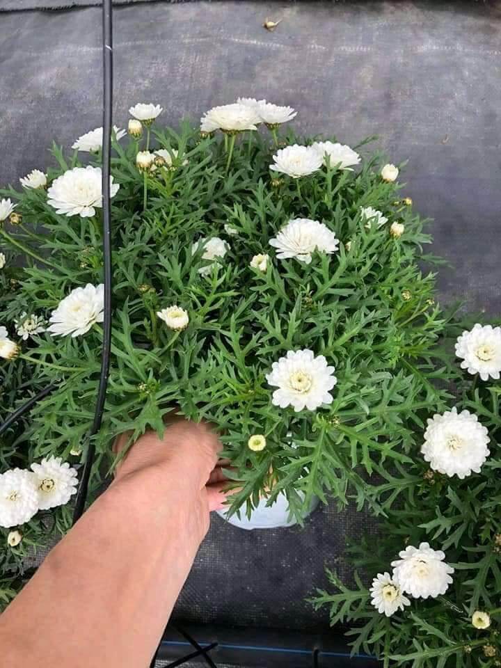 cúc hoạ mi thân gỗ (cây giống)