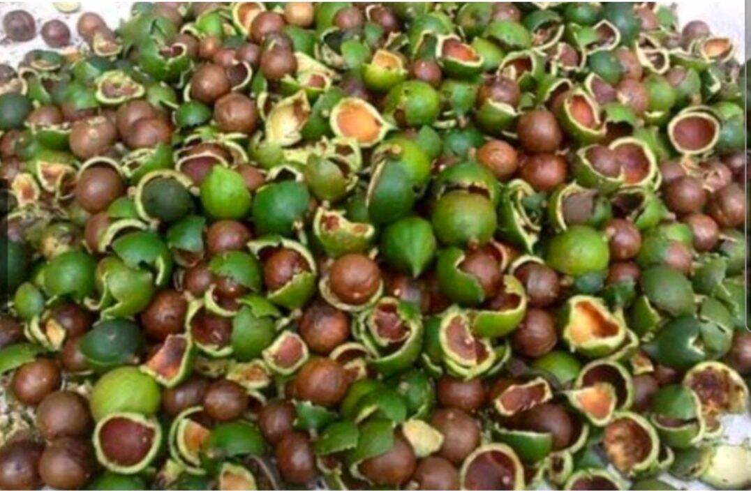 HẠT MACCA ĐĂK LĂK LOẠI 1(MẮC CA SẤY CHÍN) 500GR