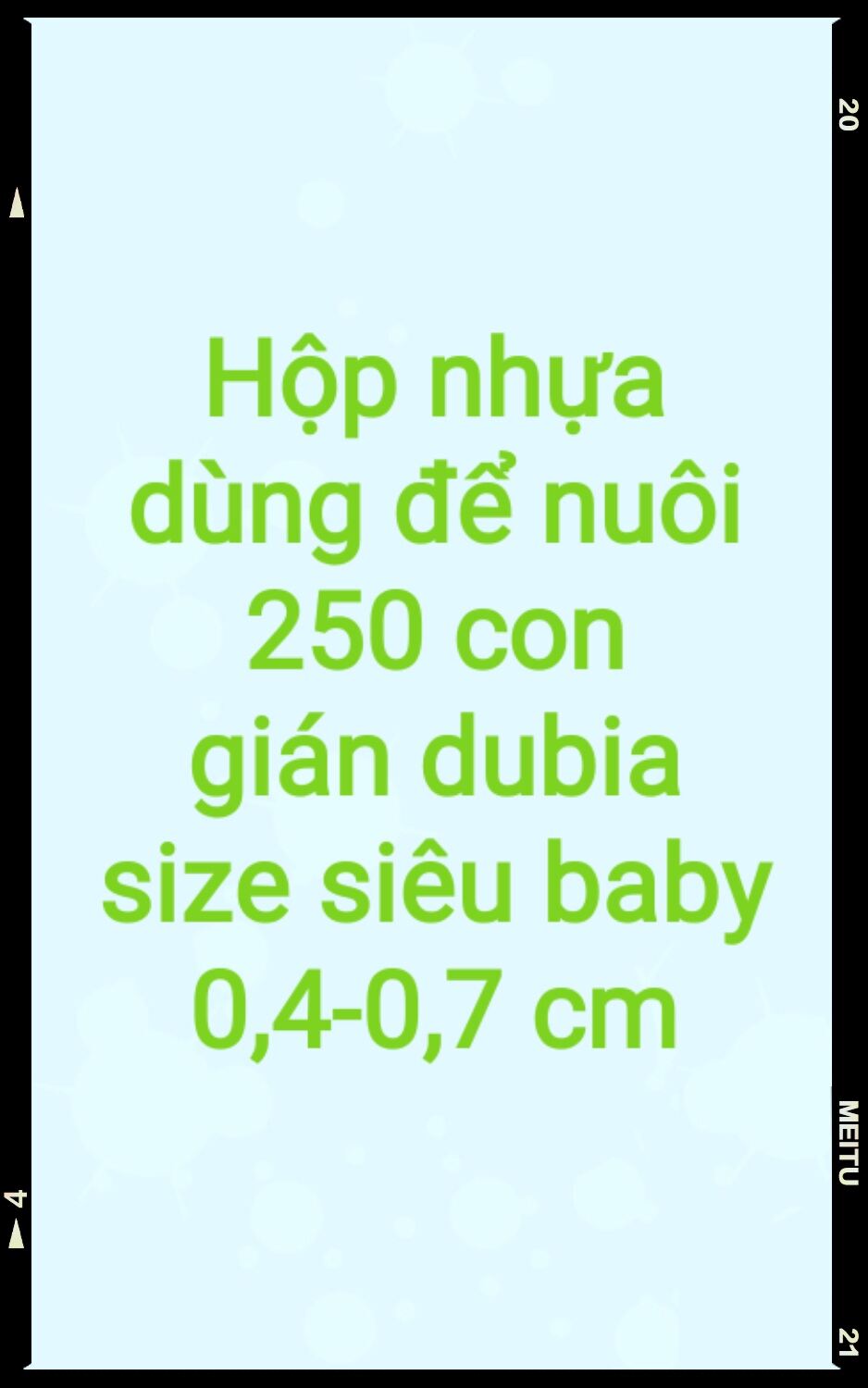 Hộp nhựa dùng để nuôi 250c gián dubia siêu baby 0,4 - 0,7cm.